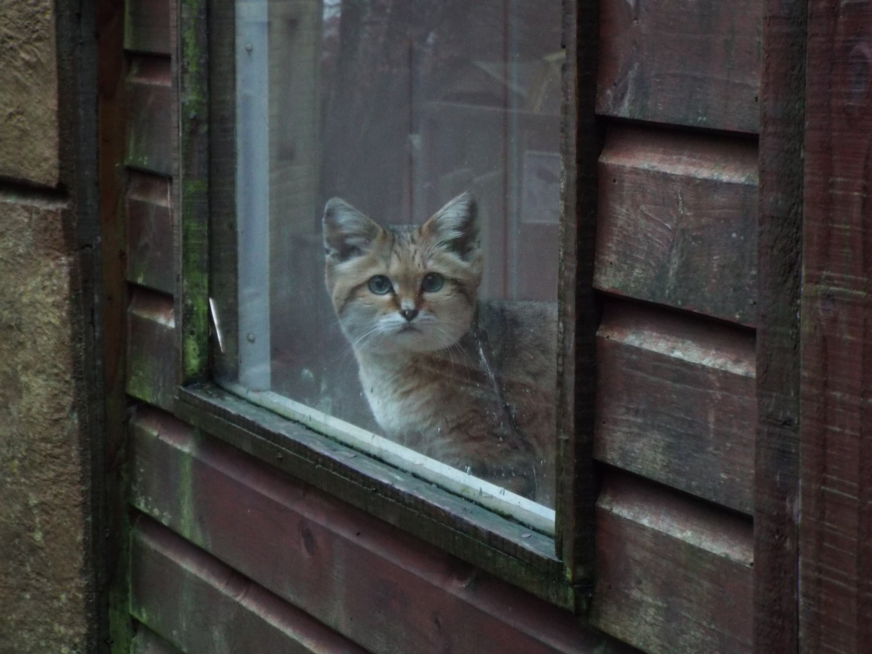 Sand Cat, Exmoor Zoo