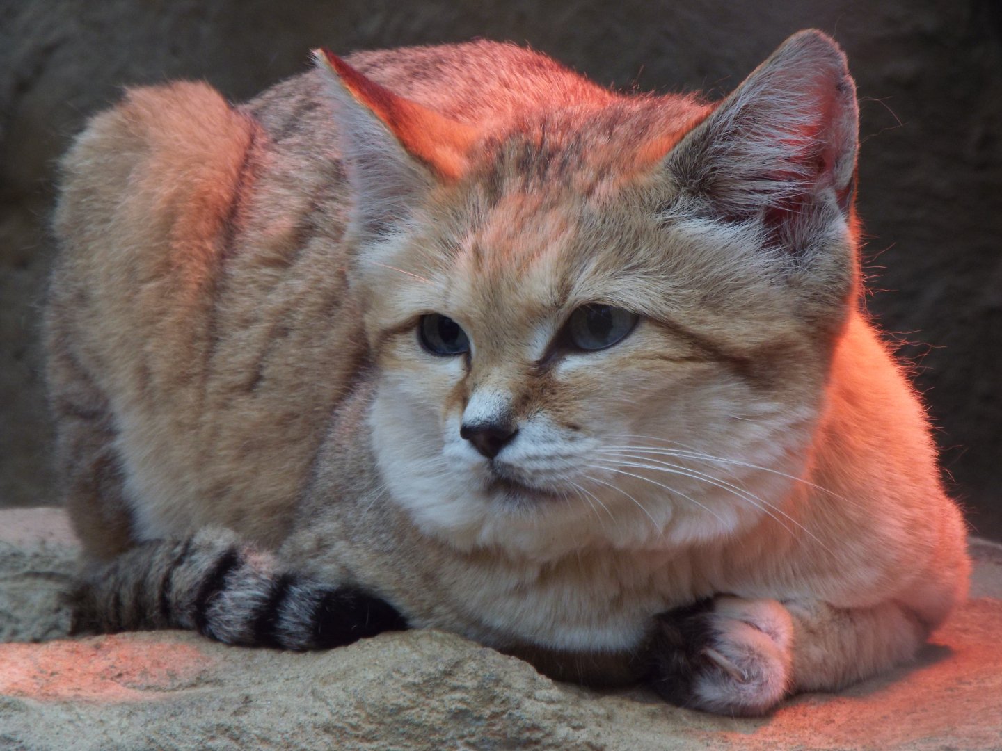 Sand Cat, Exmoor Zoo