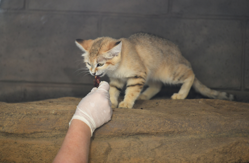 sand cat feeding
