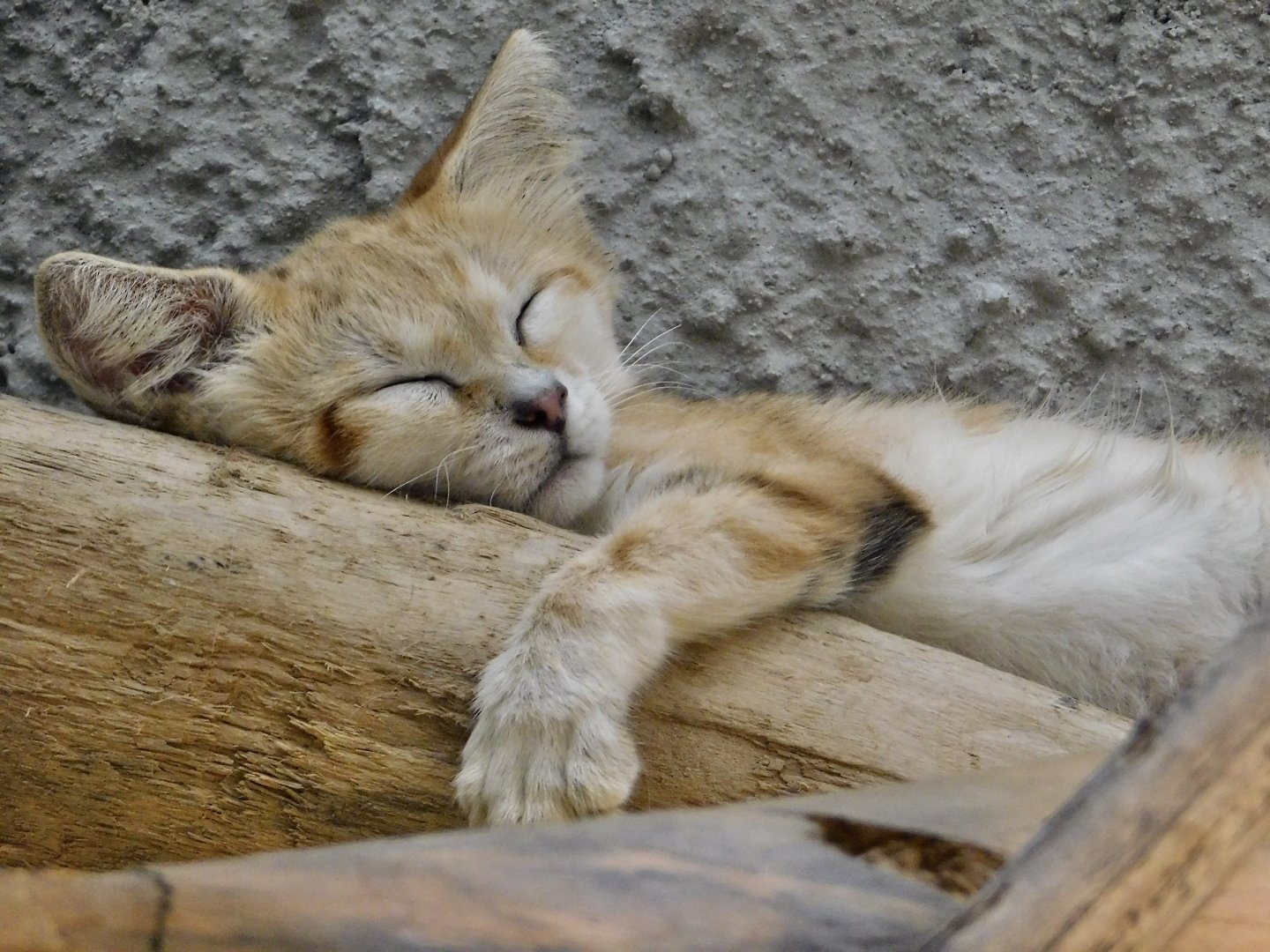 Sand Cat (Felis margarita) August 4, 2025