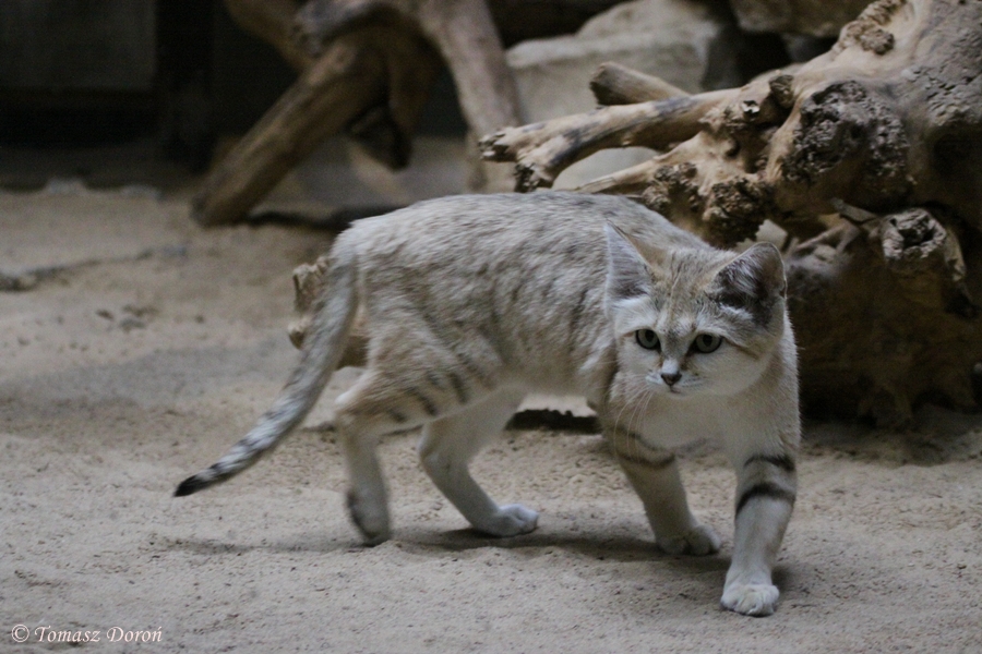 Sand Cat (Felis margarita harrisoni)
