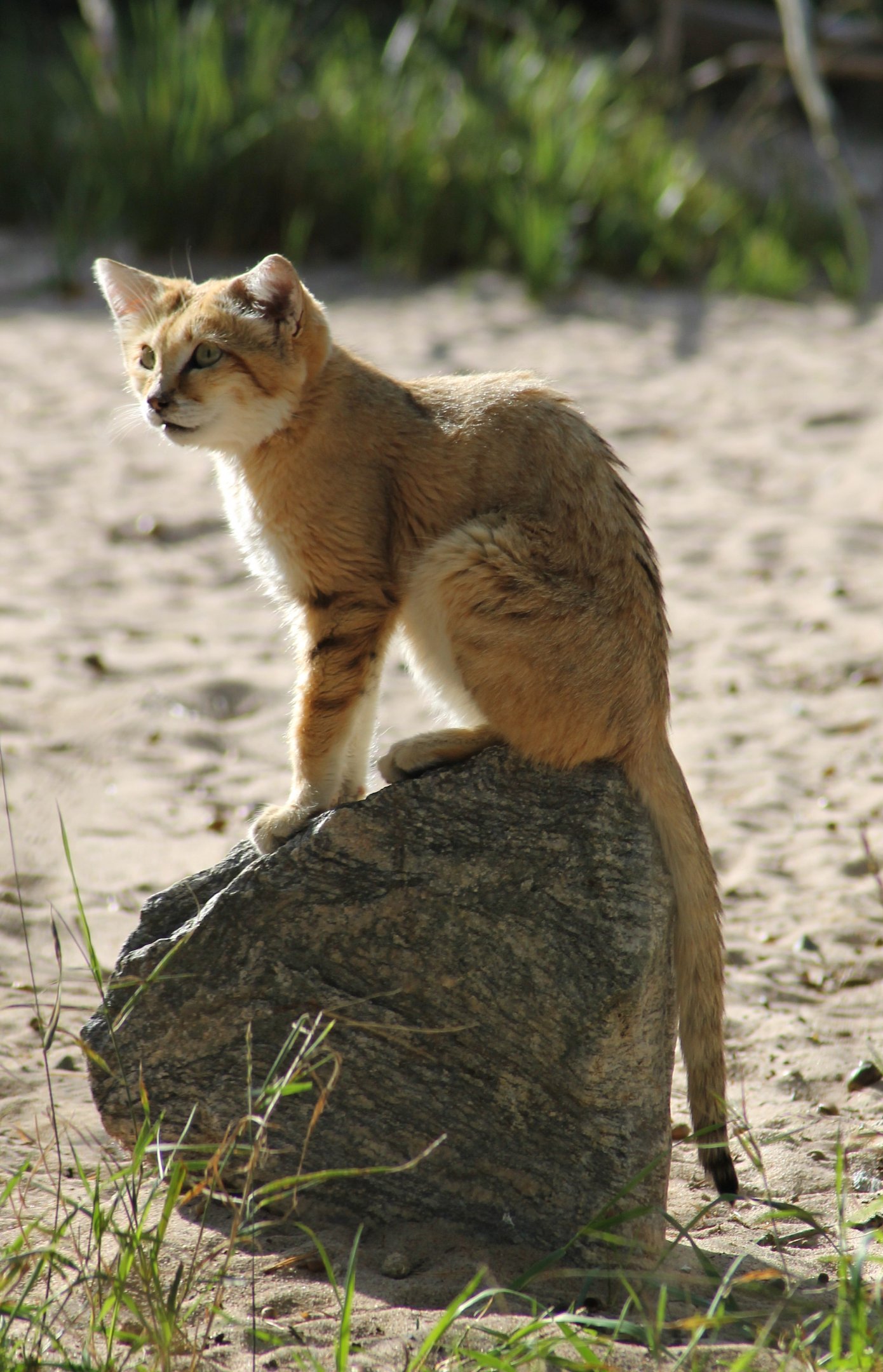 Sand cat (Felis margarita)