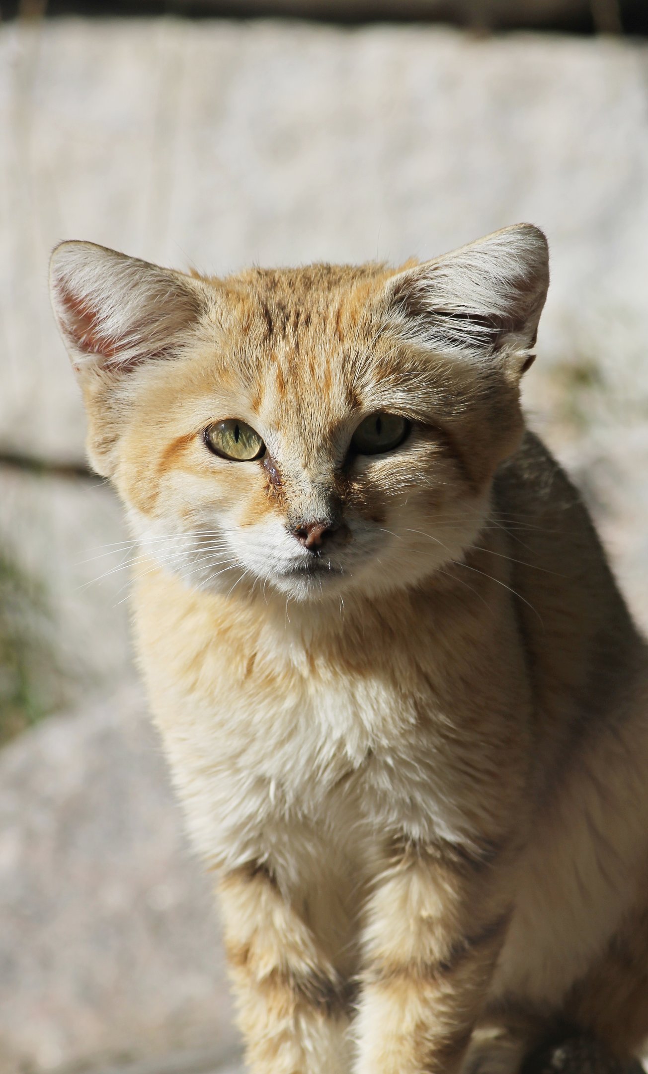 Sand cat (Felis margarita)