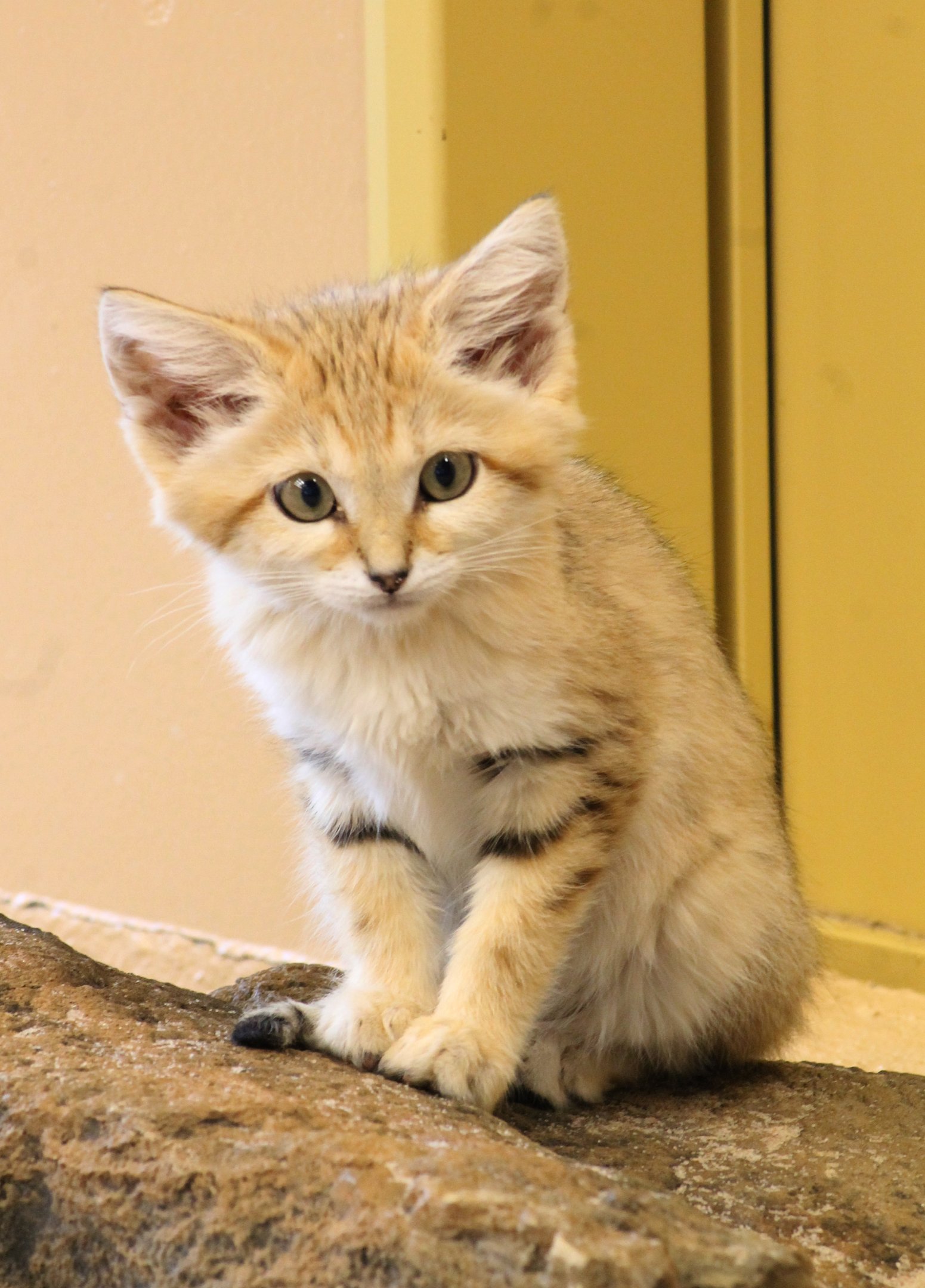 Sand cat (Felis margarita)