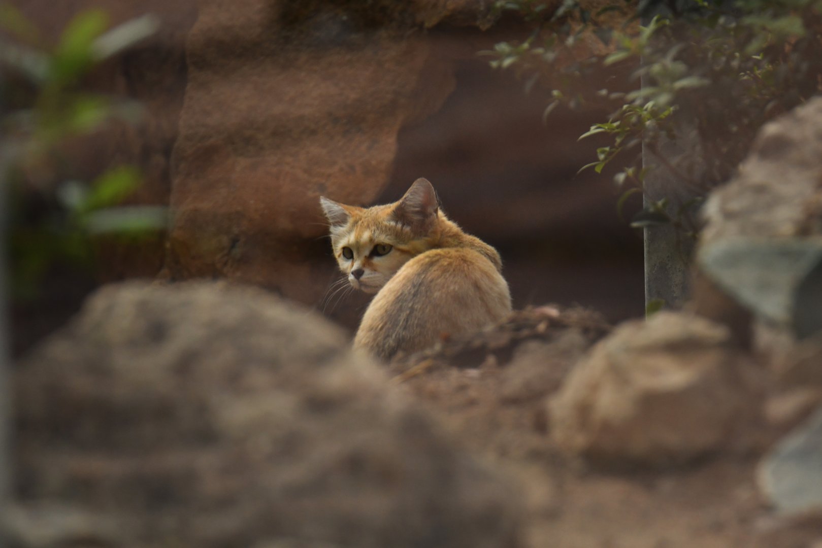 Sand cat (Felis margarita)