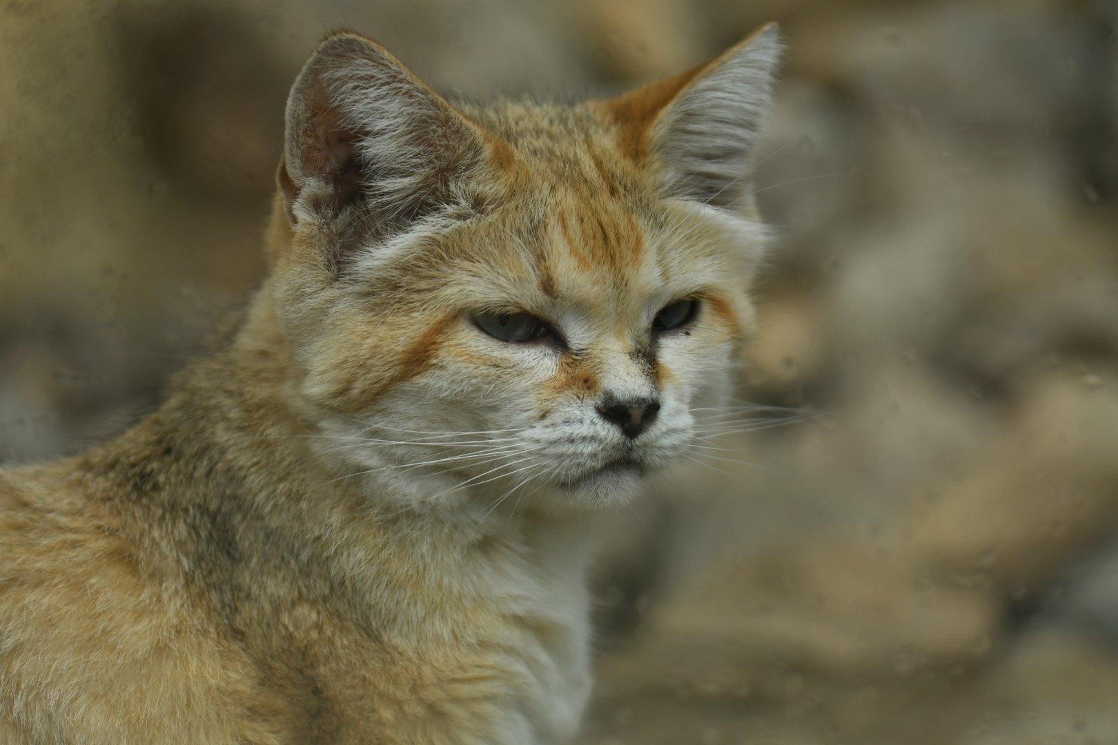 Sand cat (Felis margarita)