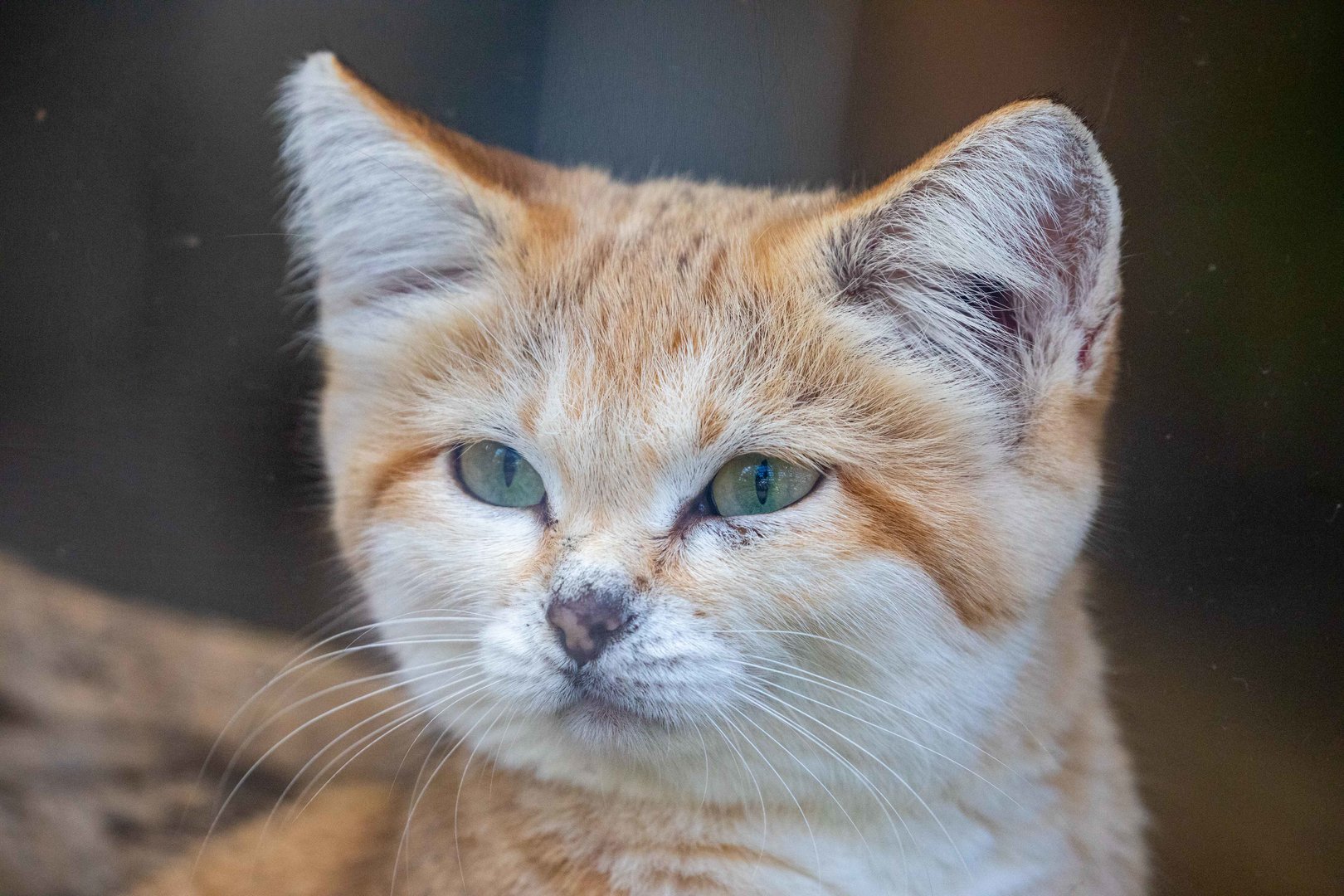 sand cat (Felis margarita)