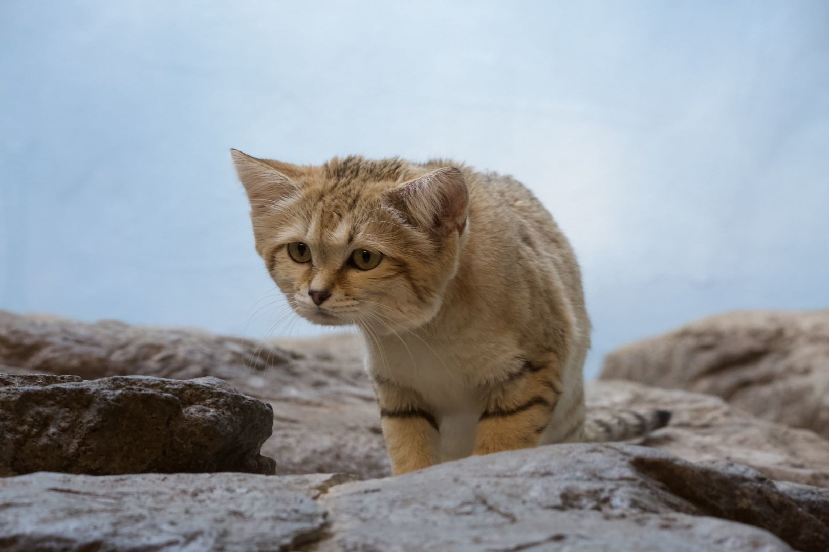 Sand cat/ Felis margarita