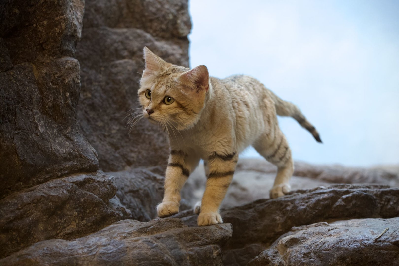 Sand cat/ Felis margarita