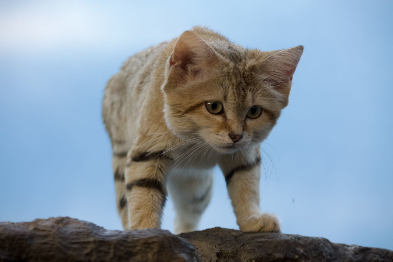 Sand cat/ Felis margarita