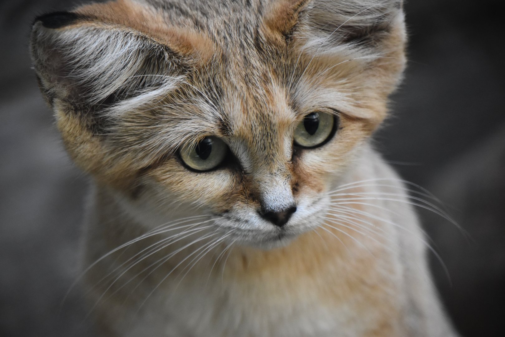 Sand cat, Felis margarita