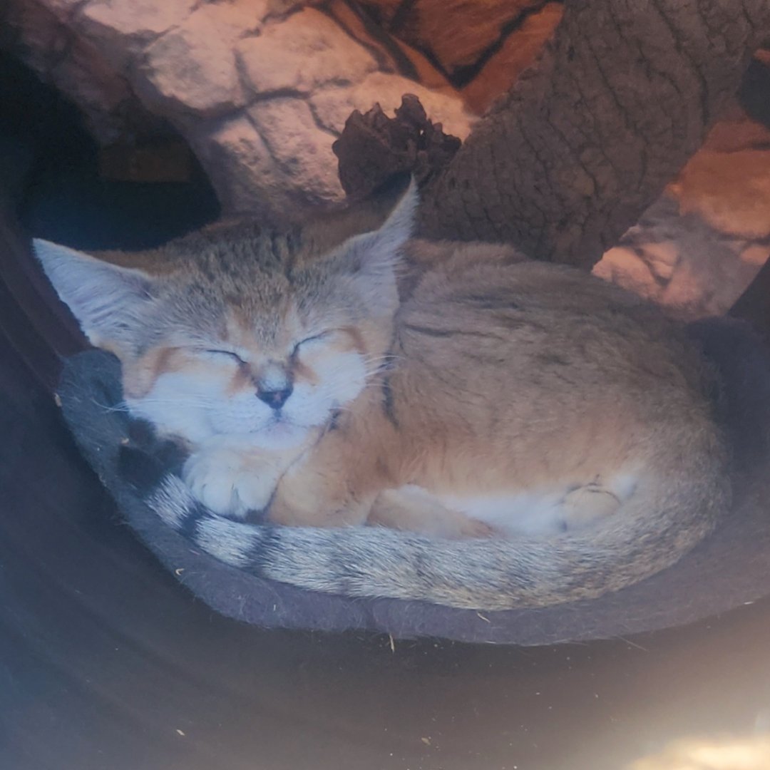 Sand Cat (Felis margarita)
