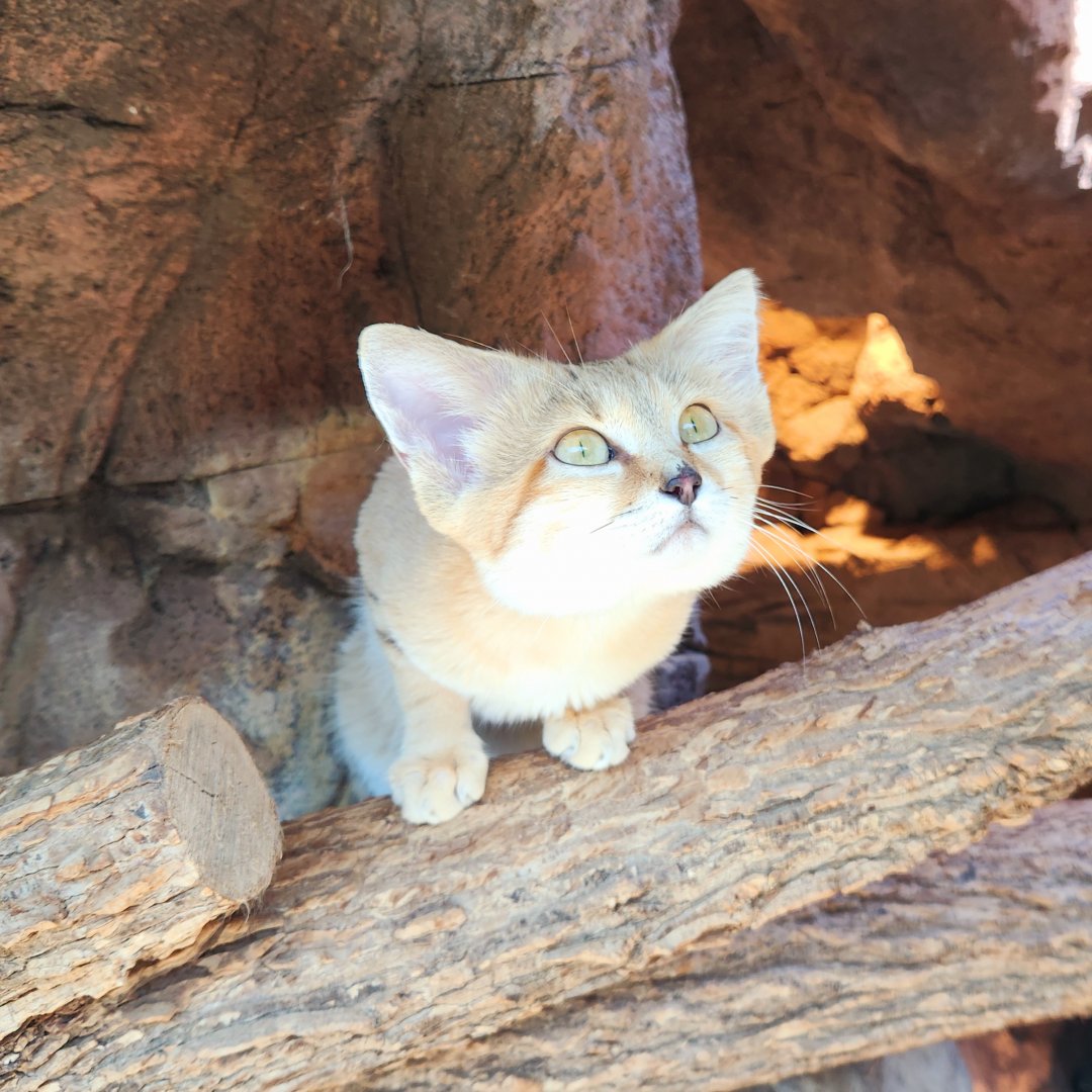 Sand Cat (Felis margarita)