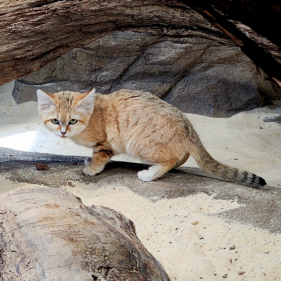 Sand Cat (Felis margarita)
