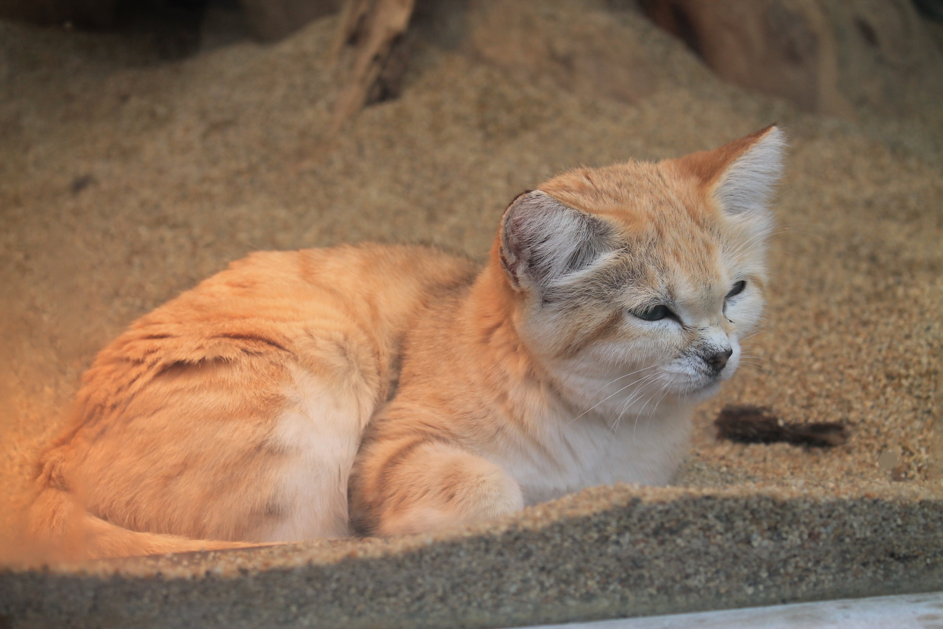 Sand Cat (Felis margarita)