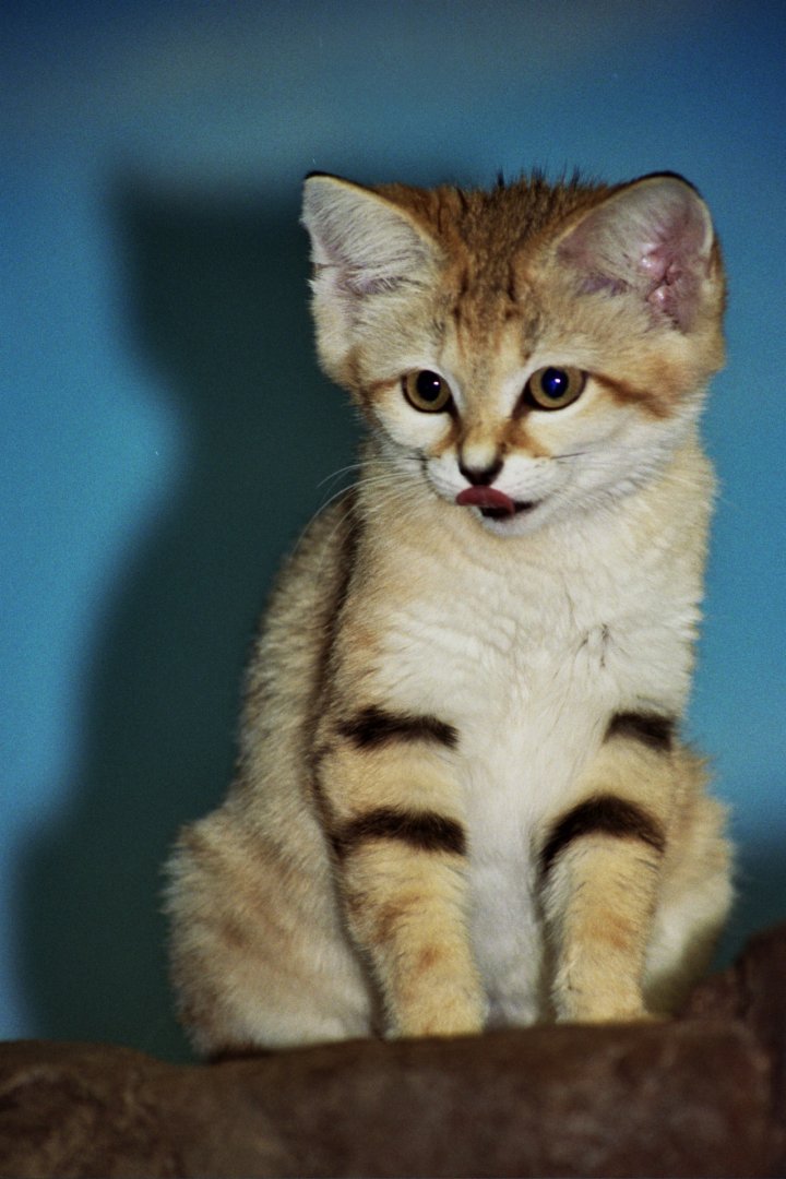 sand cat (Felis margarita)