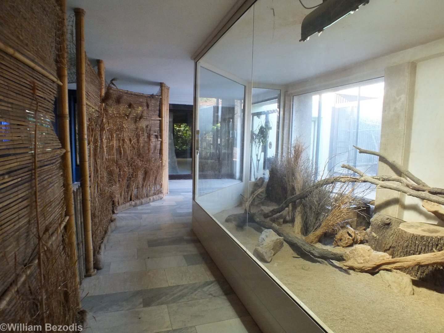 Sand Cat Indoor Enclosure and Viewing Area