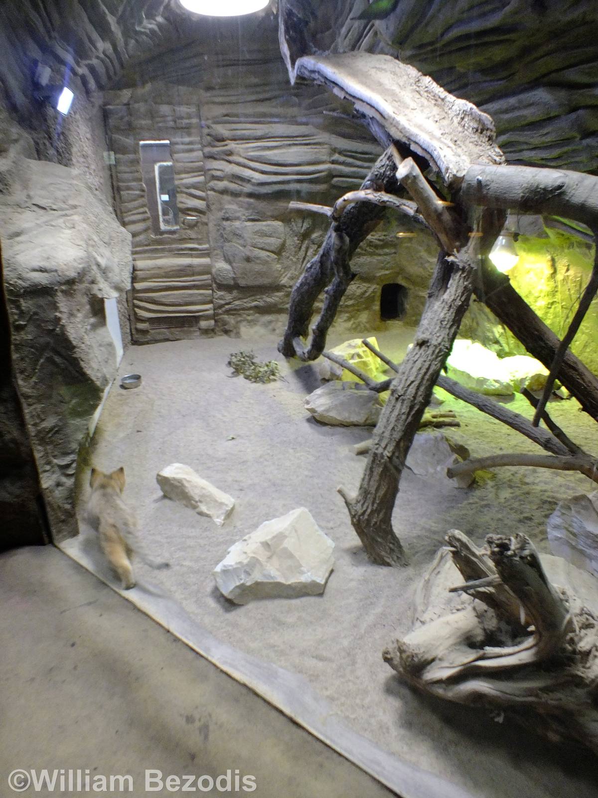 Sand Cat Indoor Enclosure in the Lion house