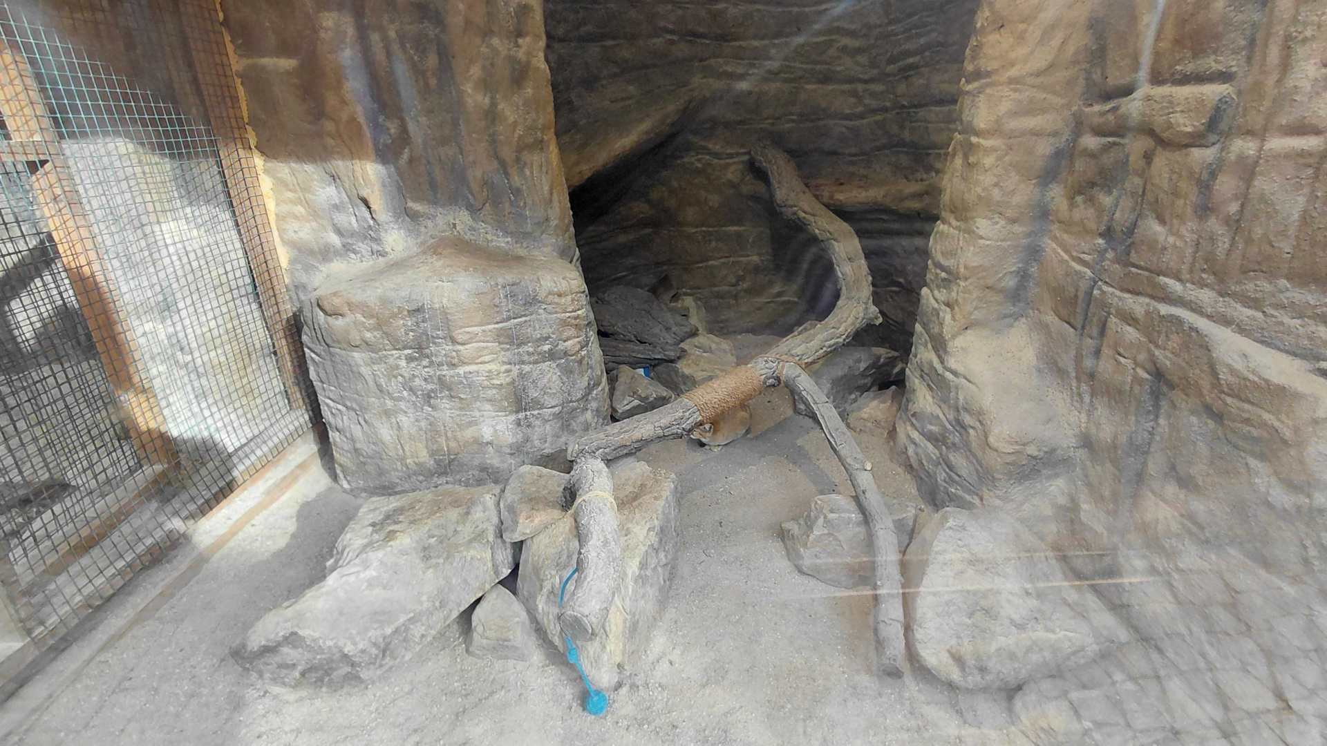 Sand cat indoor exhibit