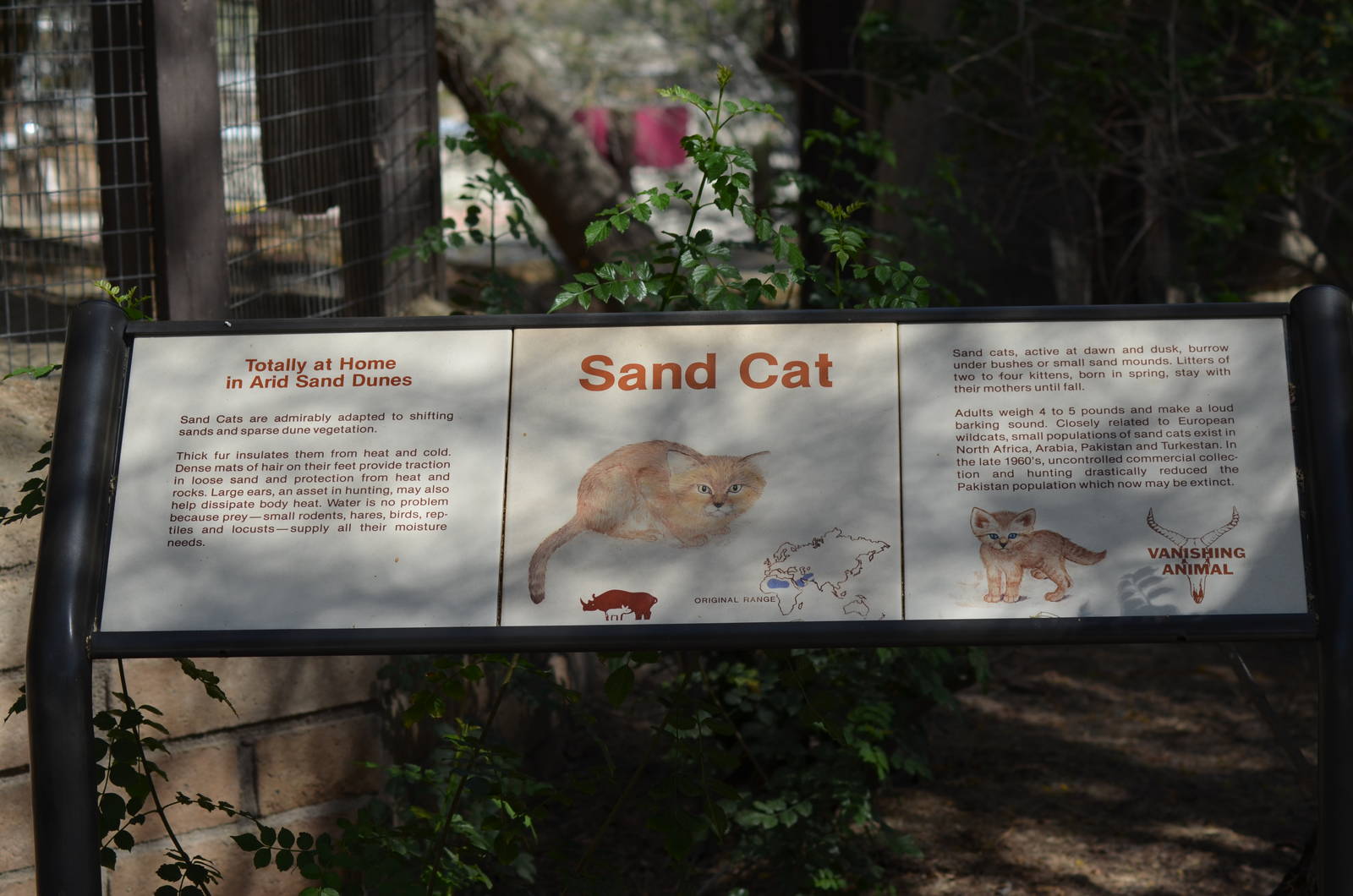Sand Cat Information Signage