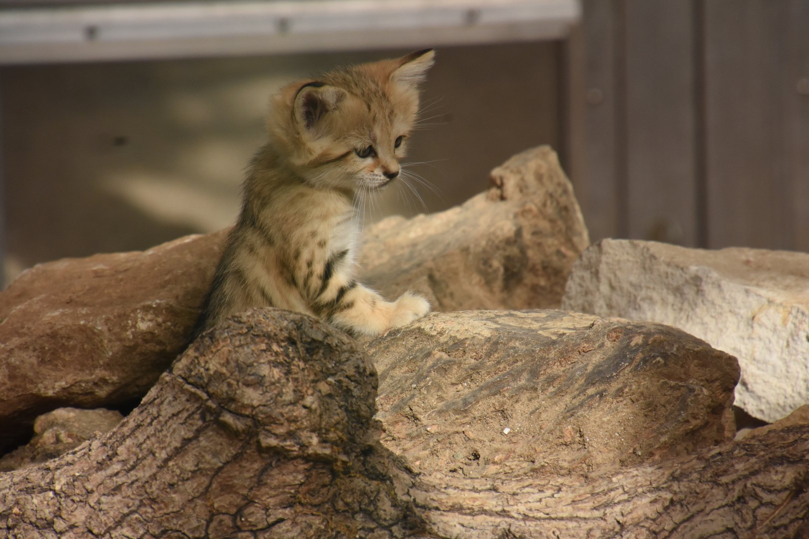 Sand Cat kitten
