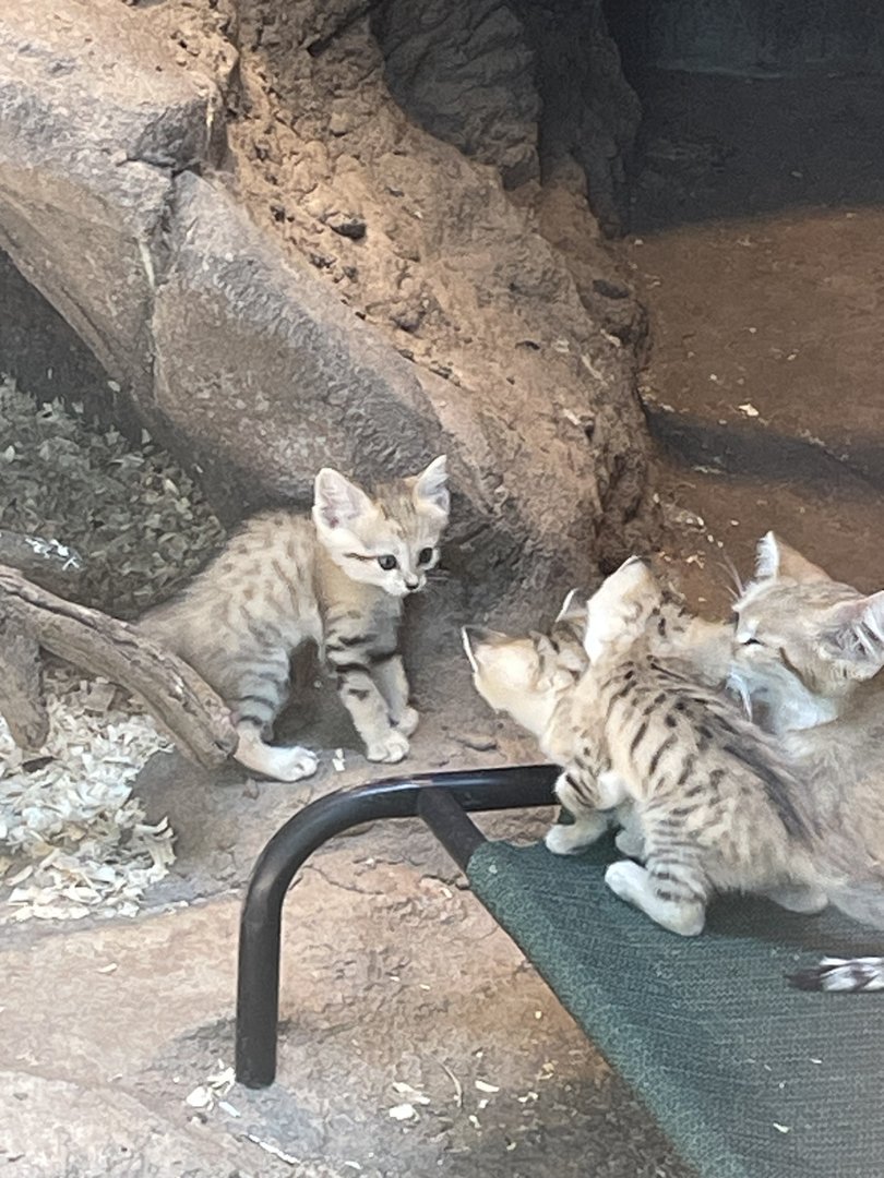 SAND CAT KITTENS!!!
