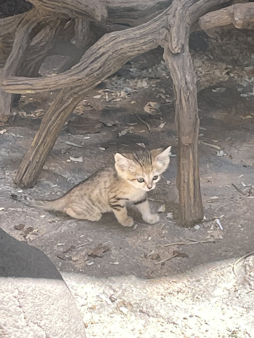 SAND CAT KITTENS!!!