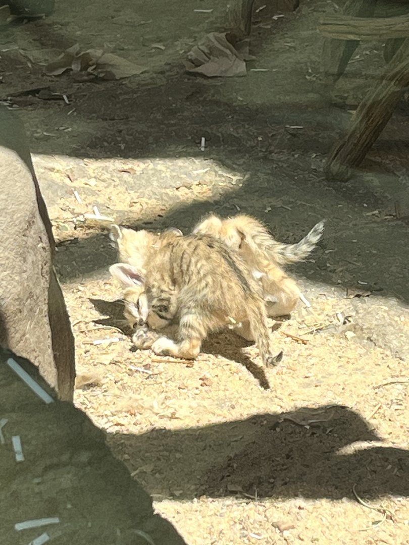 SAND CAT KITTENS!!!