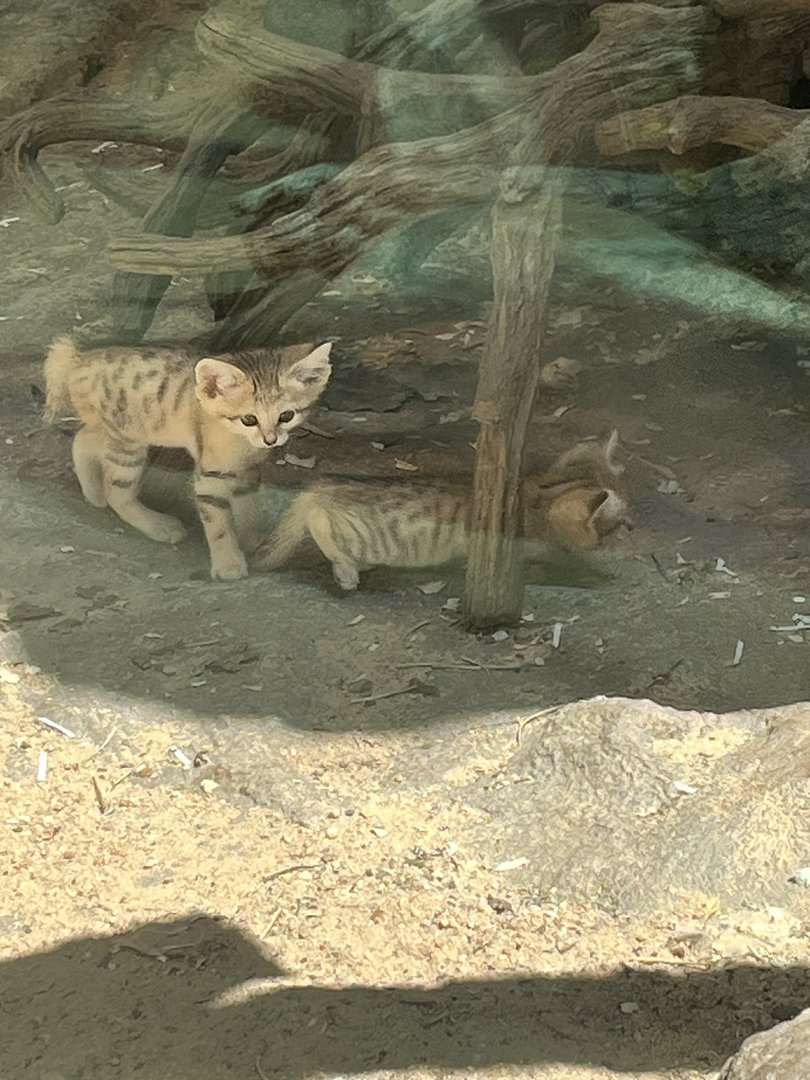 SAND CAT KITTENS!!!