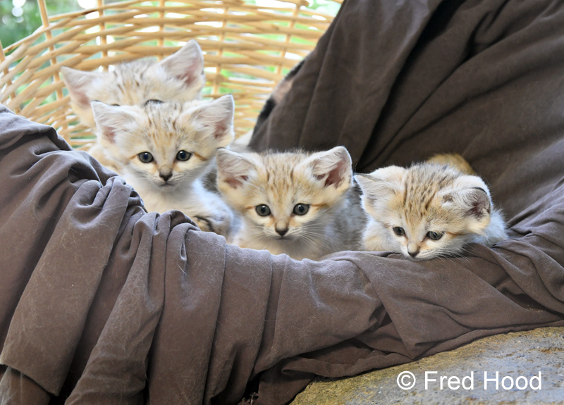 sand cat litter (7 weeks)