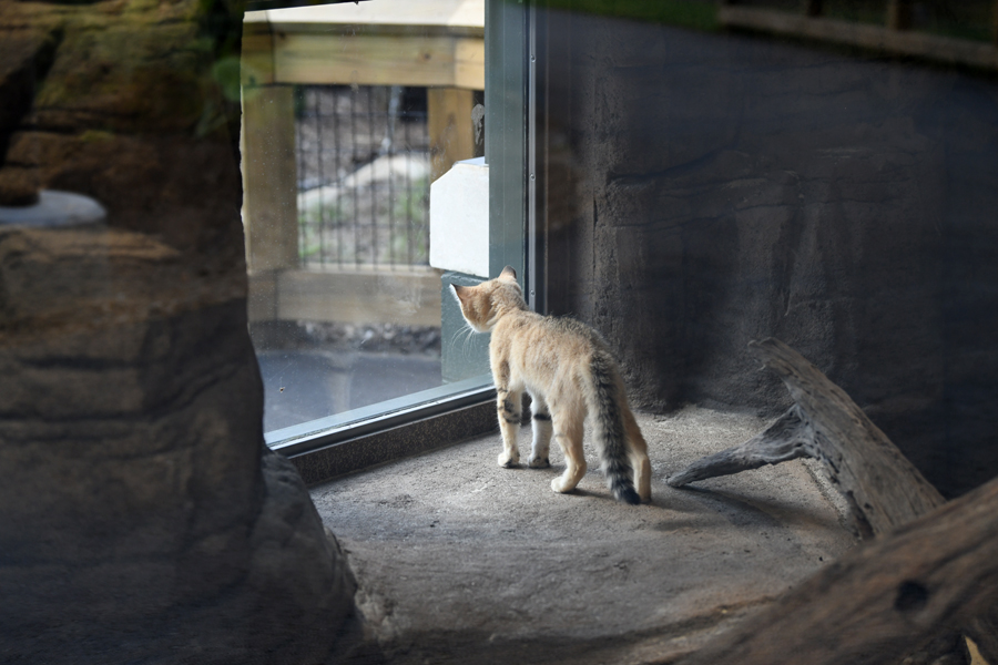sand cat (looking at fishing cats)