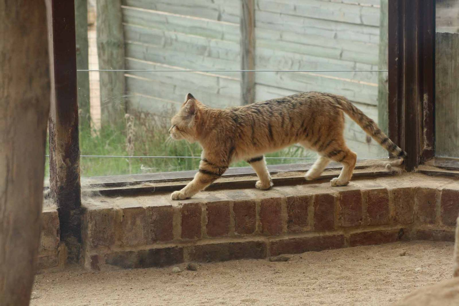 Sand Cat, Marwell Wildlife