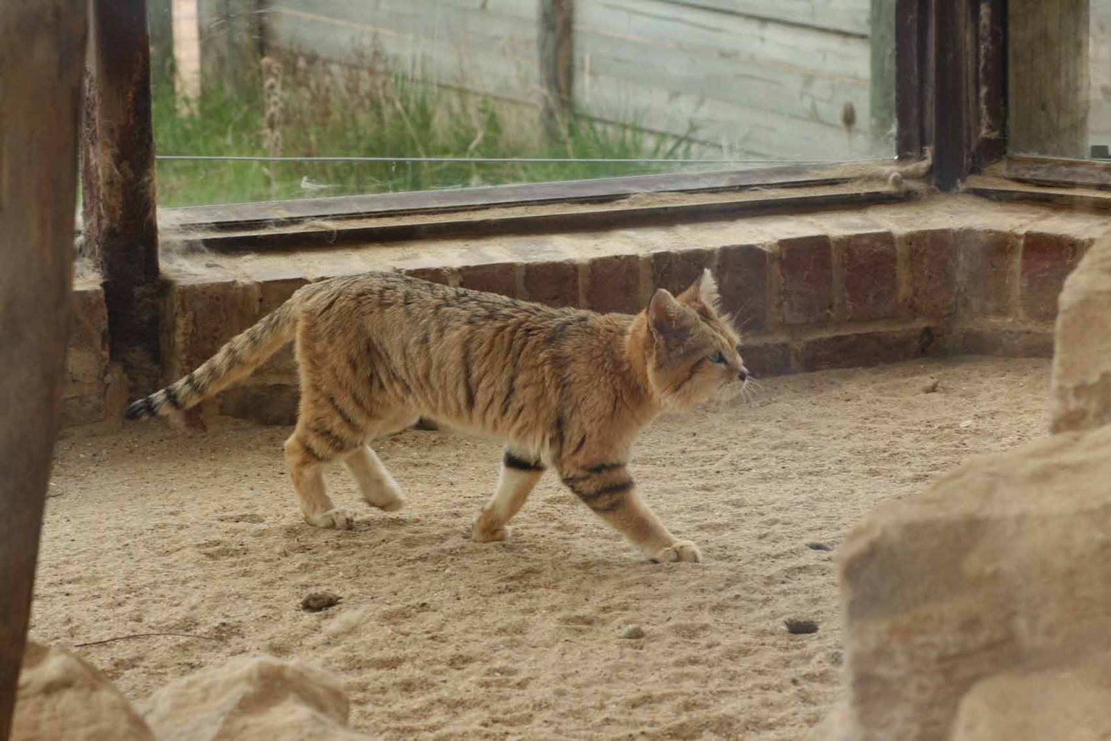Sand Cat, Marwell Wildlife