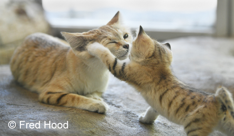 sand cat mother and child