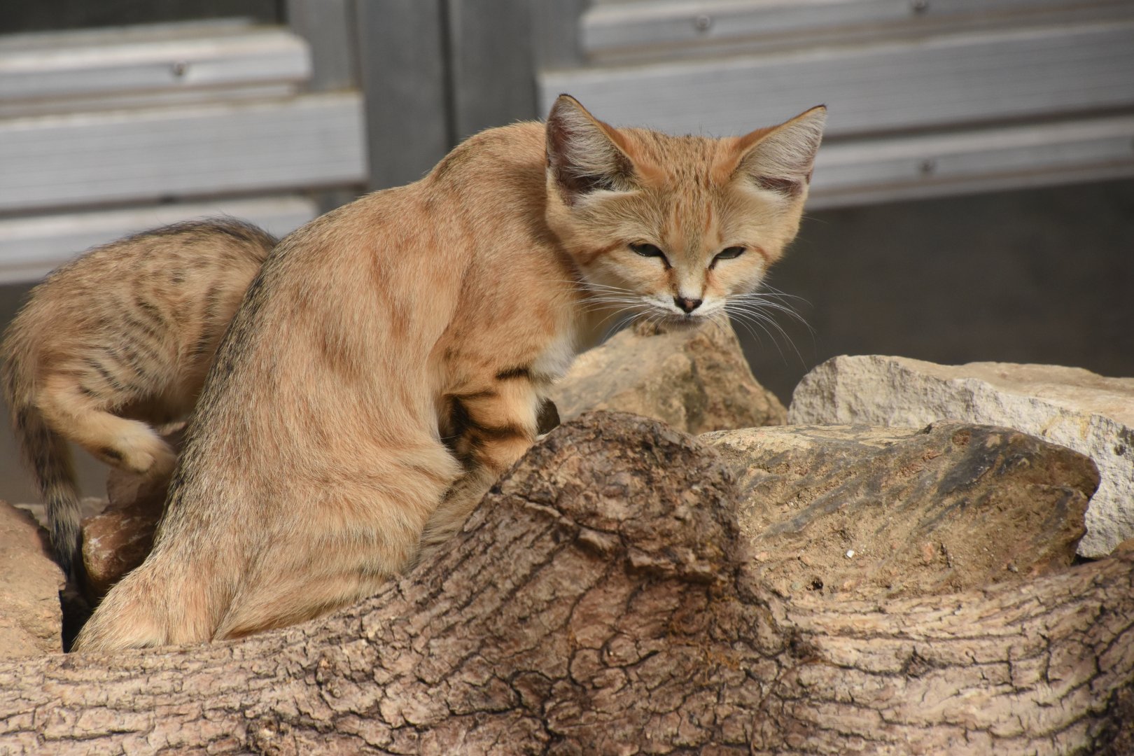 Sand Cat mother