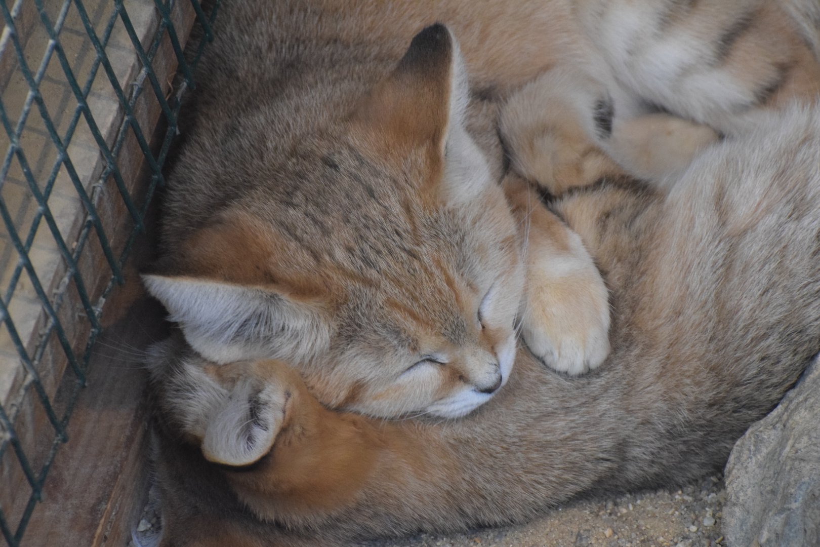 Sand cat - October 2023