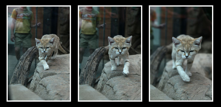 sand cat on the prowl