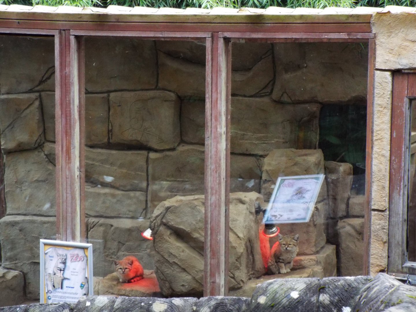 Sand Cat Pair, Exmoor Z00