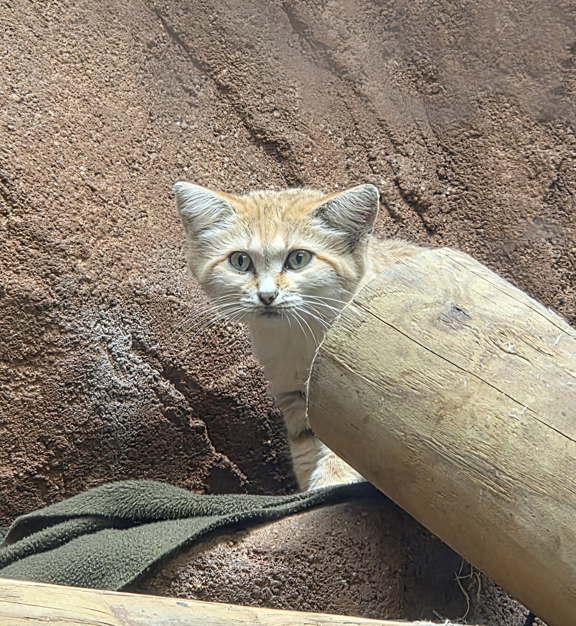 Sand Cat-Riverbanks Zoo