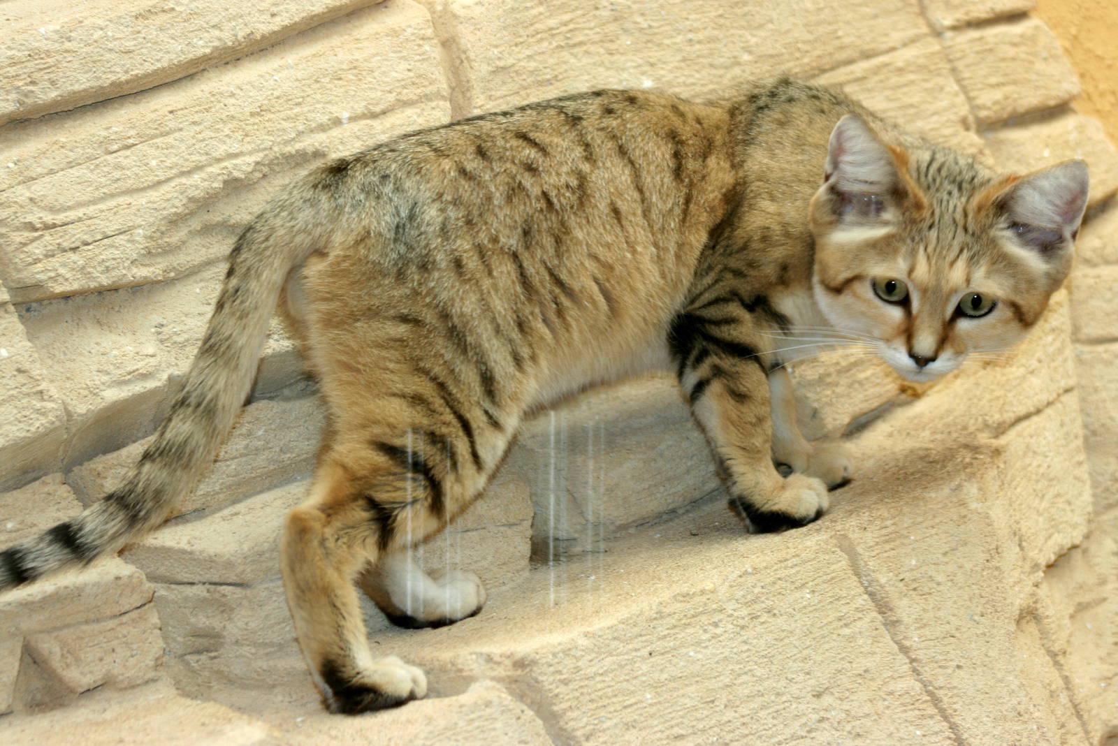 Sand cat; RSCC Sandwich; 20th August 2011