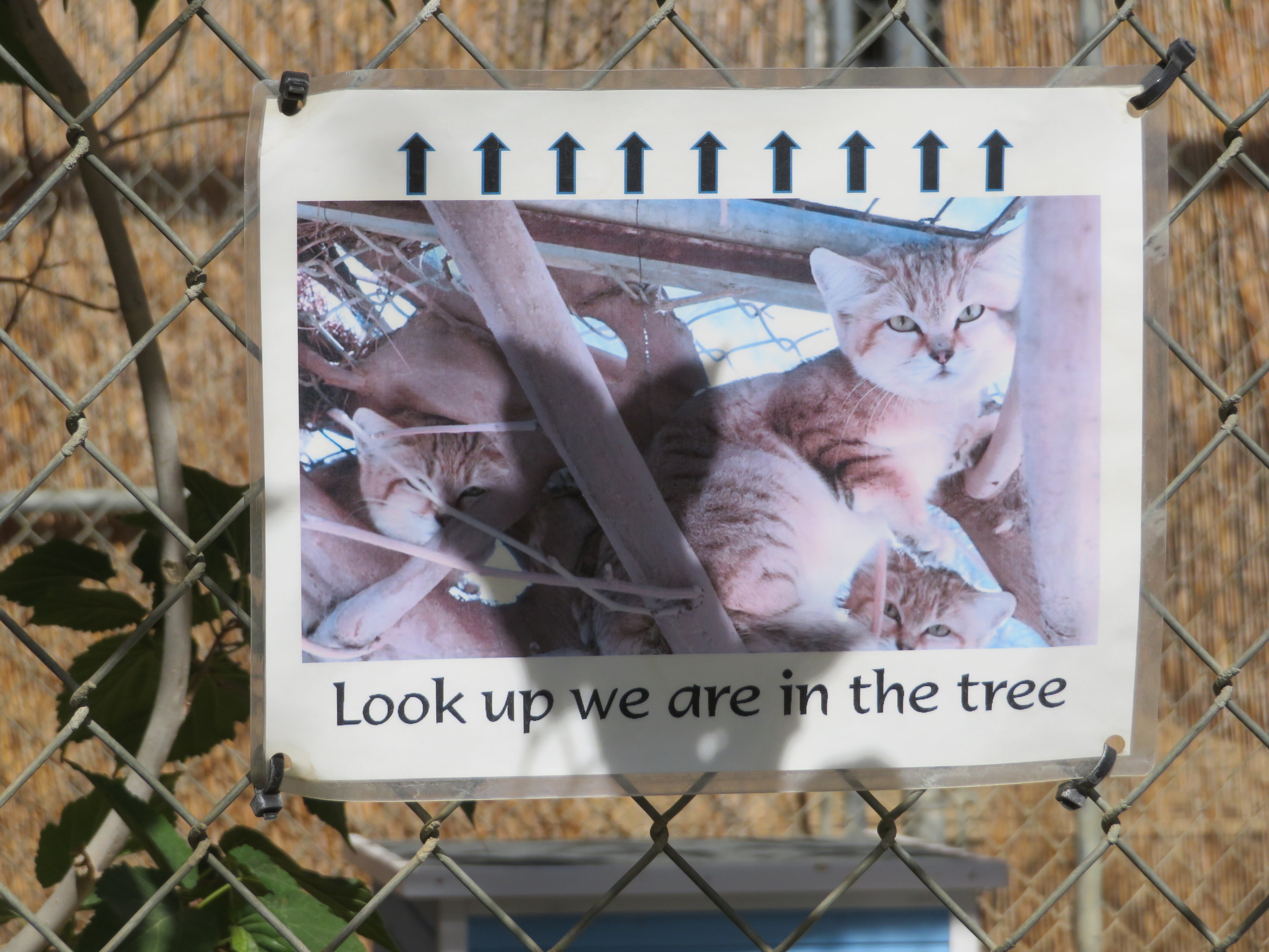 Sand Cat Signage (2022)