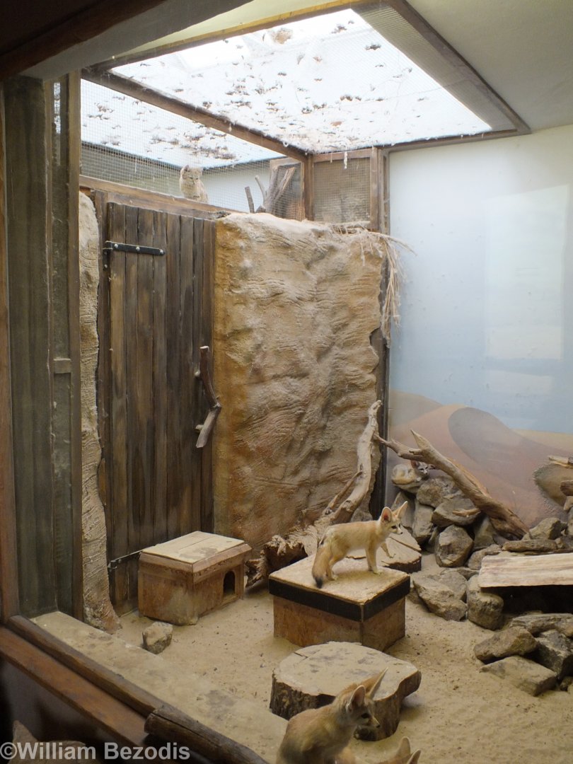 Sand Cat Watching the Fennec Fox