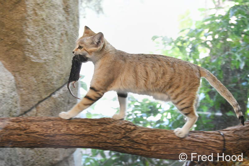 sand cat with mouse