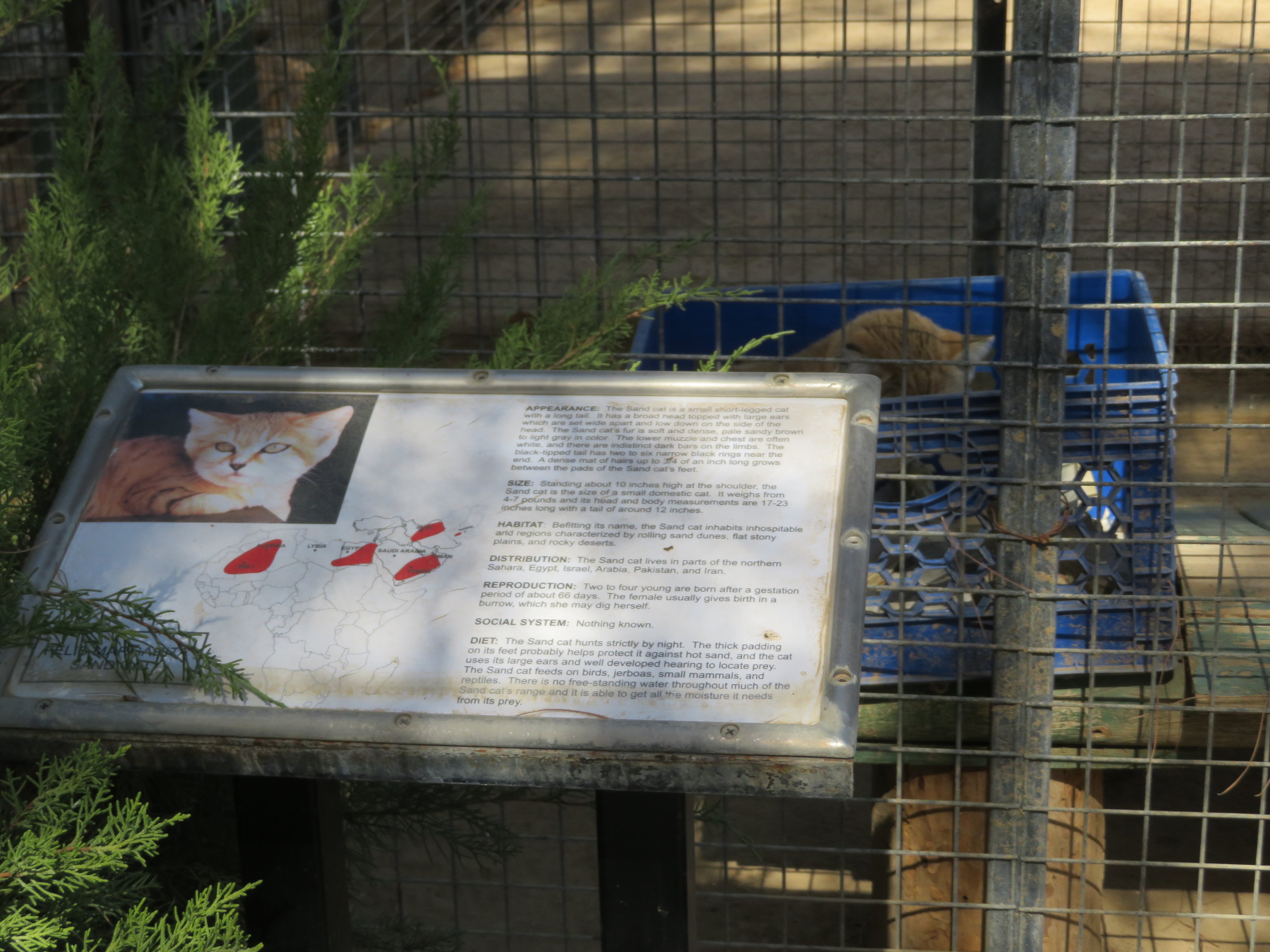 Sand Cat (with Signage) (2022)