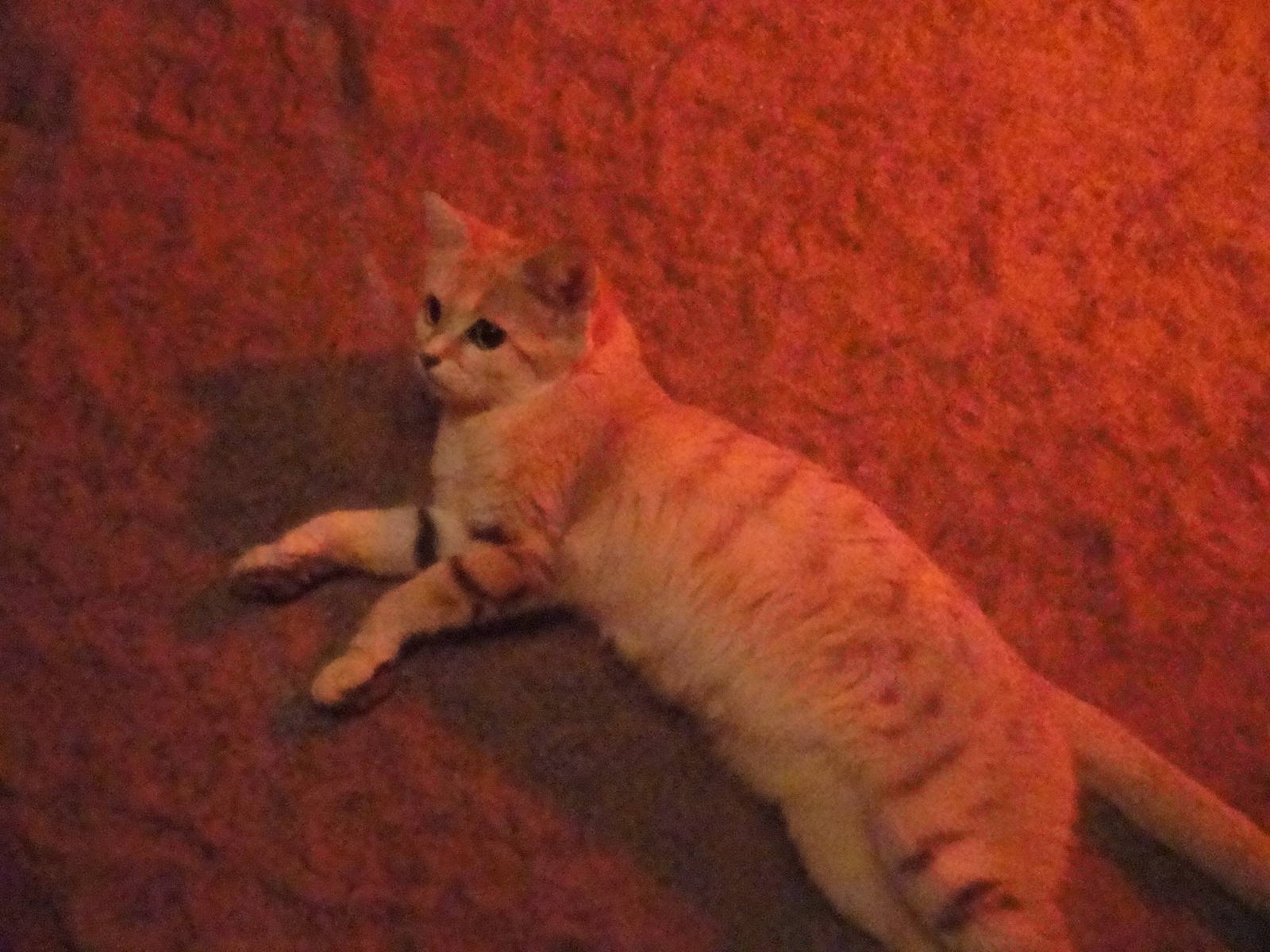 Sand Cat
