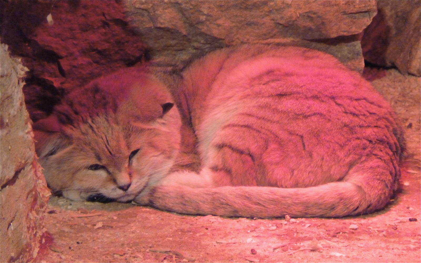 Sand Cat