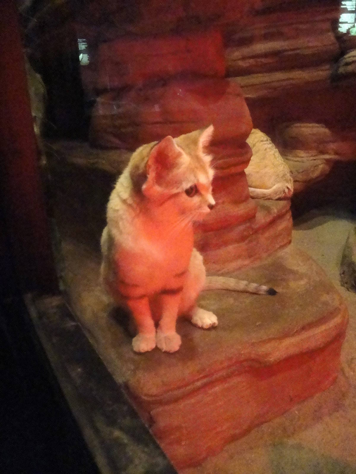 Sand Cat