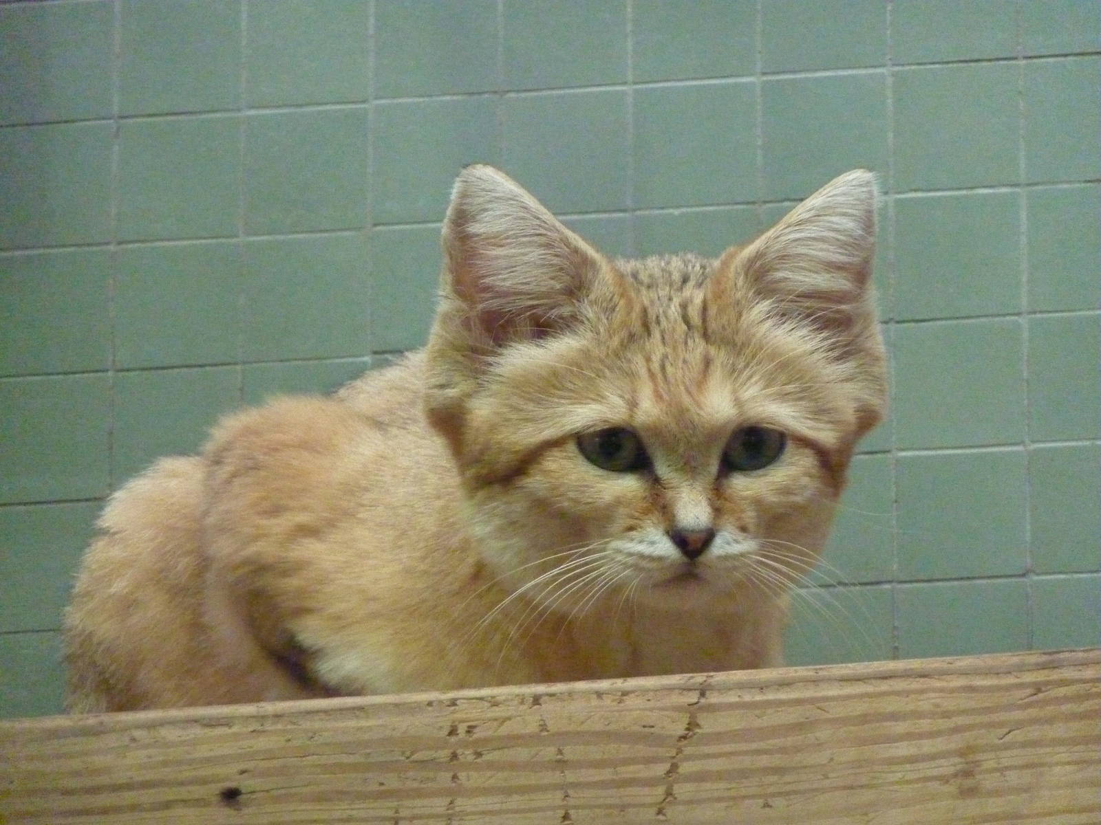 Sand cat