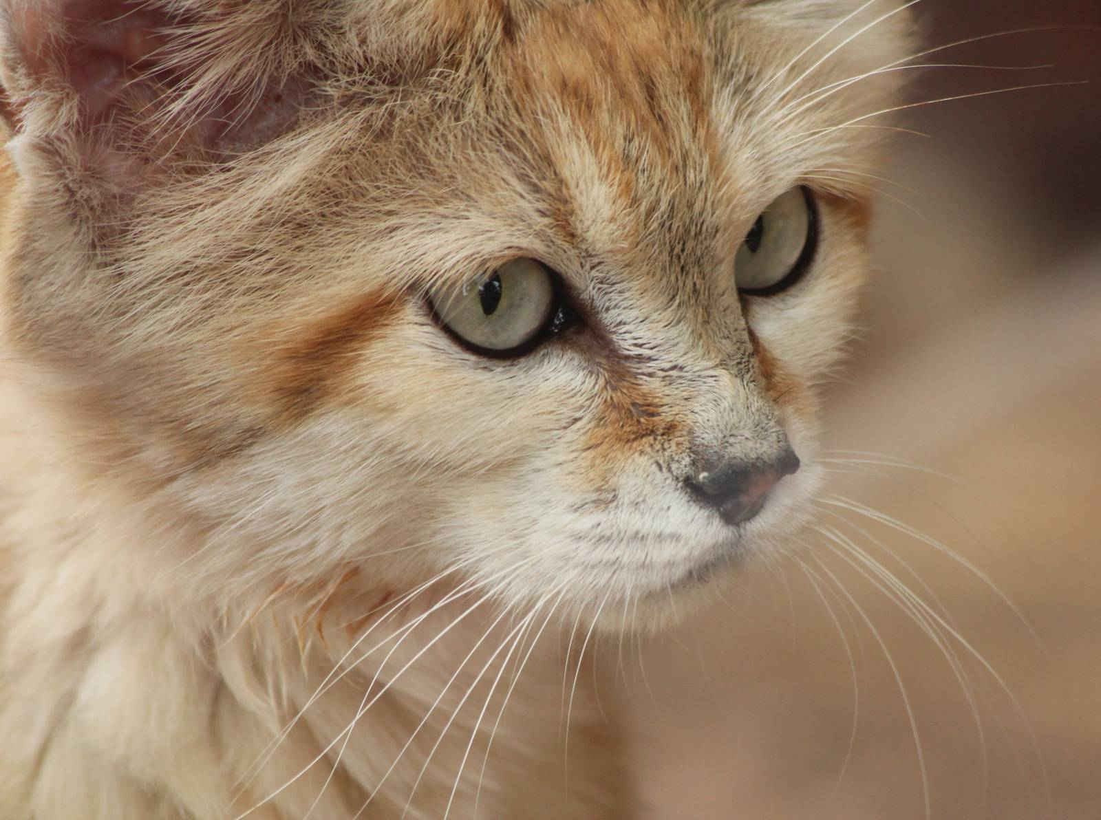Sand Cat