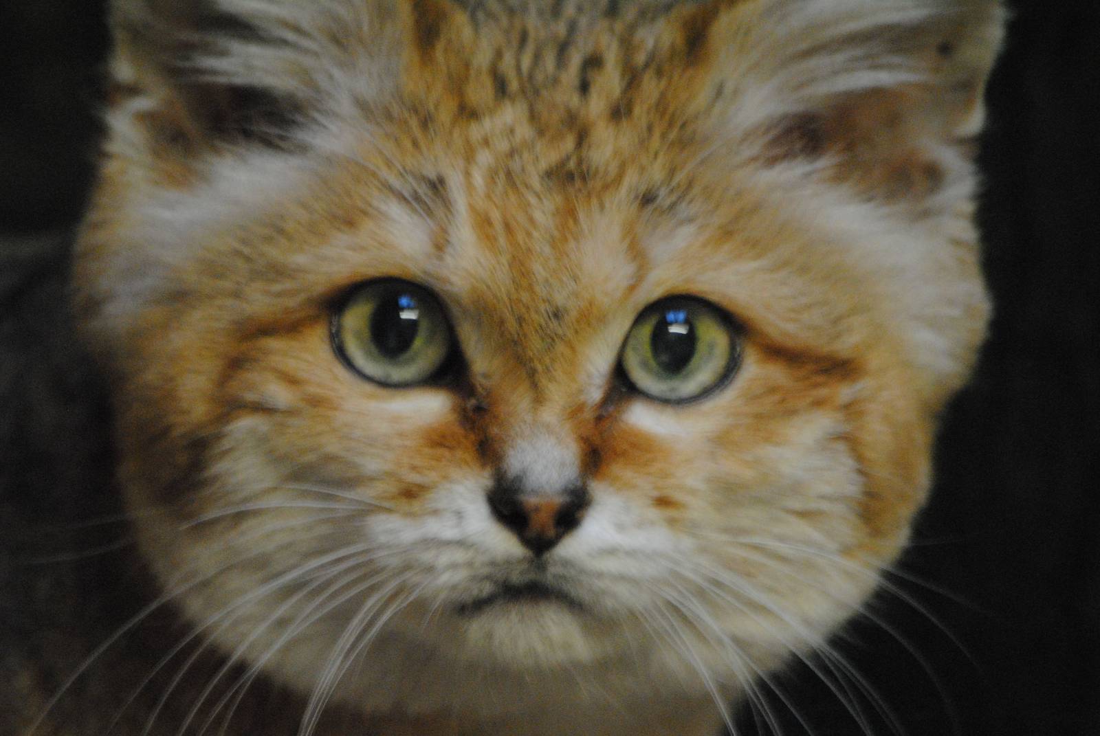 sand cat